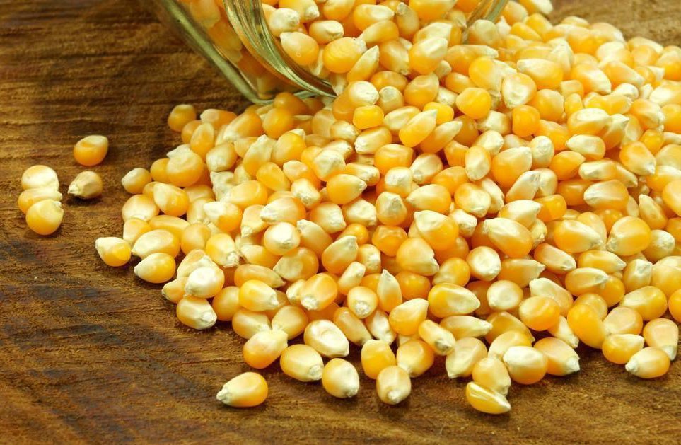 玉米2.jpg 玉米2.jpg